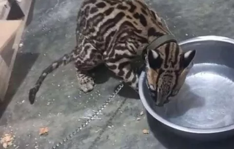 Multan con $5,000 a asiático por tener ocelote en cautiverio