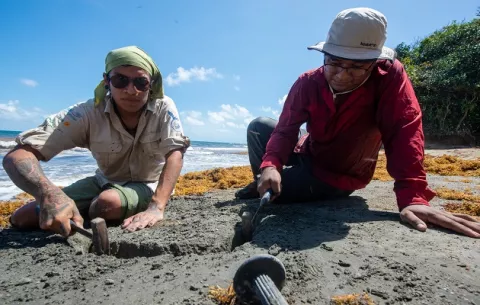 Panameño, en investigación sobre mamíferos marinos extintos