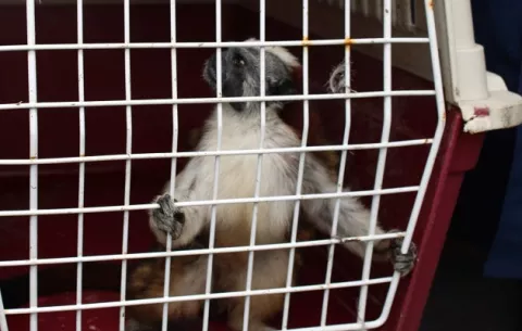 Tenencia ilegal monos, un riesgo para el primate y el humano
