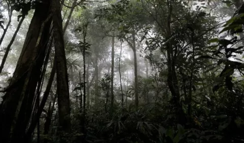 Pérdida de bosques, un peligro subestimado 