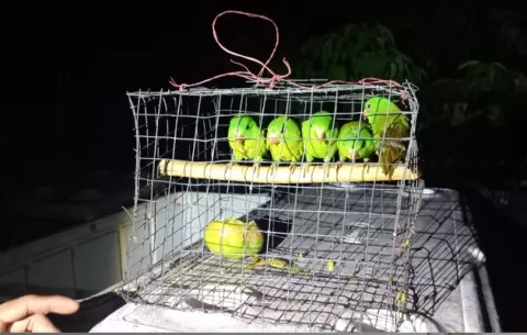 Decomisan pericos verdes a vendedor de pescado