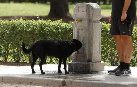 Perros muerden más en días muy calurosos 