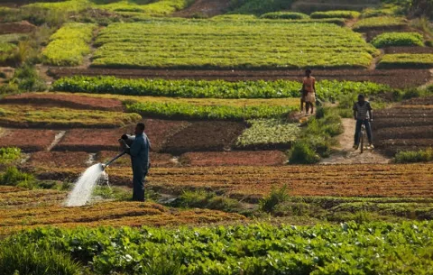 Producción agrícola mundial aumentará, pero a ritmo lento