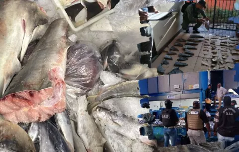 Cae grupo dedicado al comercio ilícito de aleta de tiburón