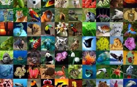 Mapa de comercio de vida silvestre revela costo para planeta
