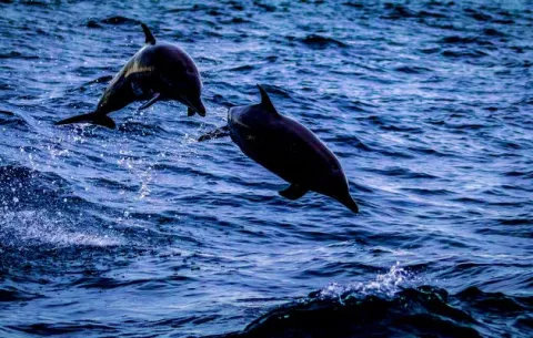 ¿Qué debe saber sobre el avistamiento de mamíferos marinos?