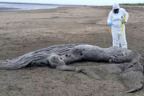 Emiten alerta ante posibles varamientos de ballenas jorobada