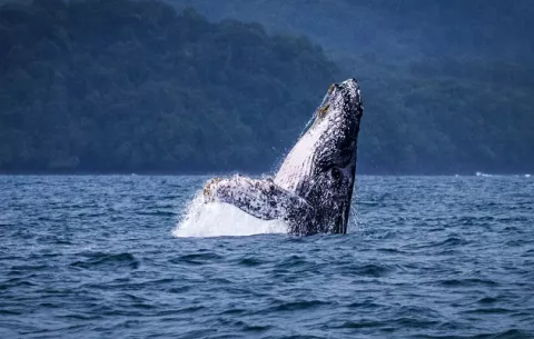 Ballenas y delfines: ¿Por qué tienen alto valor ecológico?