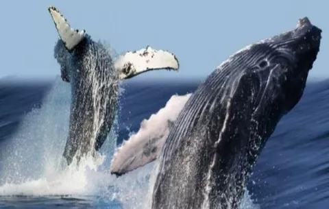 Encuentran muertas dos crías de ballena jorobada en Panamá