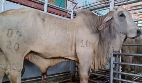 Ministro descarta que  se afecte comercialización de carne de res