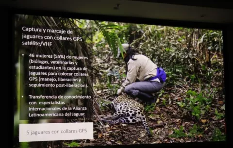 Se preparan para el Censo Nacional del Jaguar 