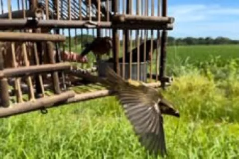 Rescatan a 41 aves en cautiverio en una vivienda en Chiriquí