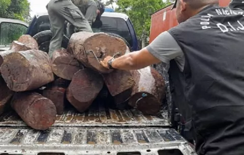  Decomisan tucas de madera Cocobolo en Colón