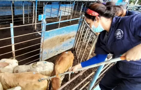 Gusano barrenador:Declaran estado de emergencia zoosanitaria