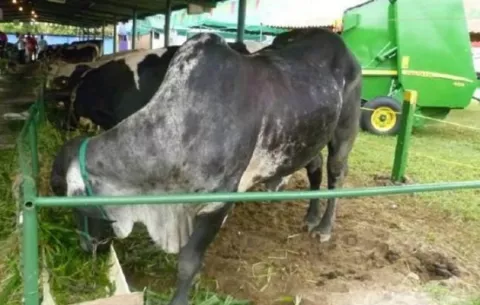 Viene la Feria del Ganado Lechero de Monagrillo