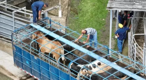  Brote de gusano barrenador se debe  reacción tardía 