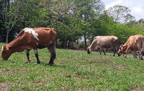 Aumentan casos de gusano barrenador en Panamá Oeste