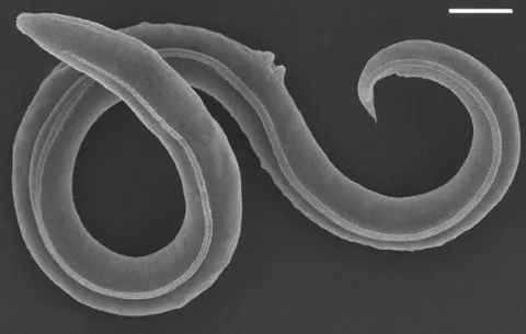 Reviven gusanos que tenían más de 40,000 años congelados