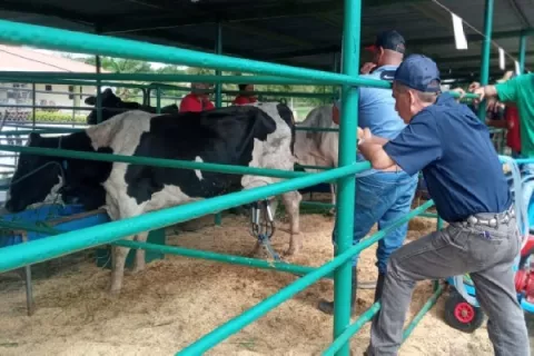 Reforzarán vigilancia en Herrera por el gusano barrenador