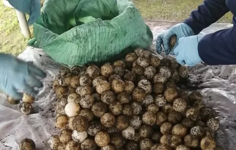 Piden mano dura contra extractores de huevos de tortuga