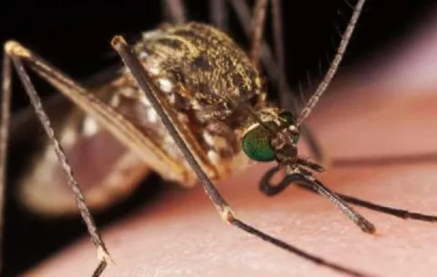 Implementan terapias locales para tratar la leishmaniasis 