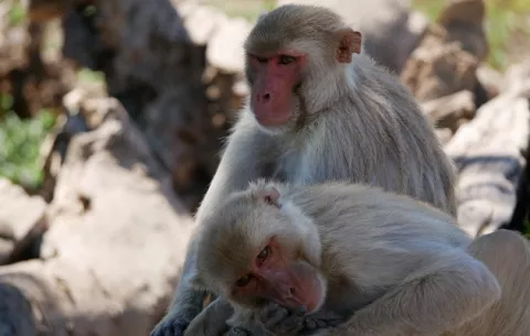Estudio revela marcado homosexualismo en monos macacos