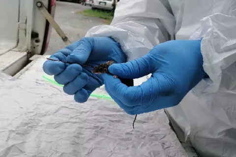 Confirman la  primera víctima por Hantavirus en Los Santos