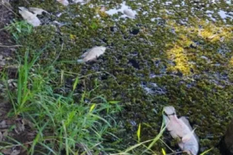 Investigan mortandad de peces en el lago de la Feria de Ocú