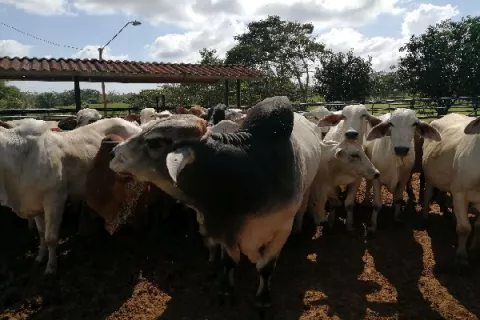 Dispersión de moscas estériles contra el gusano barrenador 