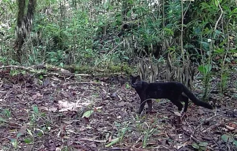 Oncilla, el felino más pequeño de Panamá, plantea incógnitas