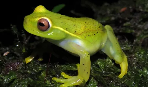 Los tesoros verdes de Portobelo: ¿Cómo es su herpetofauna?
