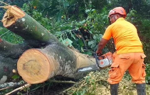 Paso de tormenta tropical Franklin tumba árboles en Chiriquí