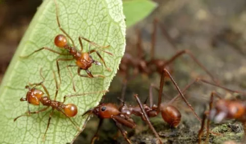¿Por qué  las arrieras arrasan con las hojas de las plantas?