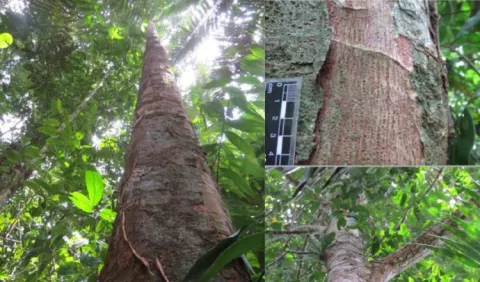 El largo camino del Eschweilera foetulenta, el nuevo árbol