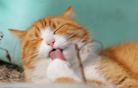 ¿Por qué mi gato debe tener una rutina de alimentación?