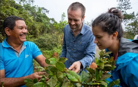 Hojas tropicales experimentan temperaturas perjudiciales