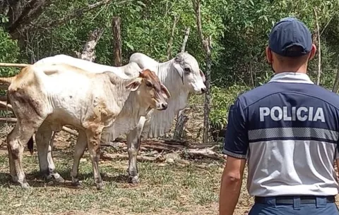 Los mandan a la cárcel por hurto de ganado en Colón 