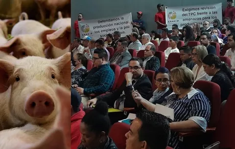 Importación de cerdo de EE.UU. golpea a productores locales