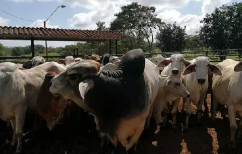  Suben precios de insecticidas para eliminar mosca gusanera 