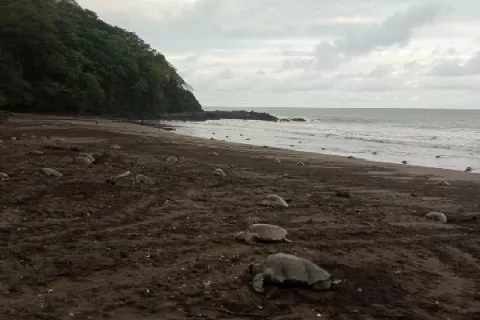 Más de ocho mil tortugas golfinas arriban a playa Marinera