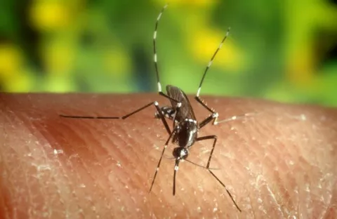 ¿Cómo avanza la lucha contra la malaria en Panamá?