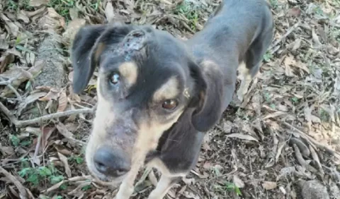 Persiste temor a delatar maltrato a los animales