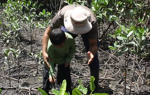En Chame intentan reducir áreas de manglar deforestadas 