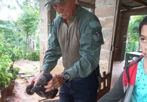 Rescatan cría de mono aullador, perezoso y ave cara cara