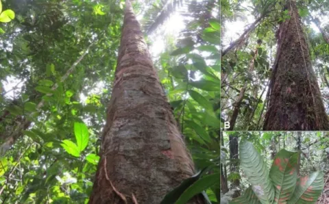Describen dos nuevas especies de árboles para Panamá 