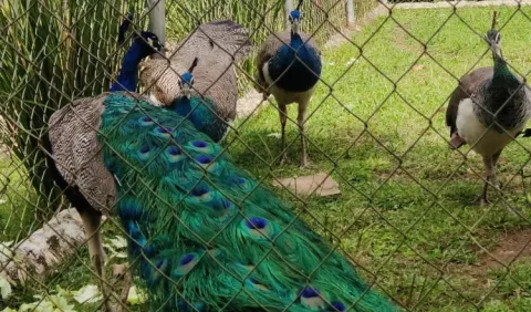 Pavos reales  y la  tarea retadora de criarlos
