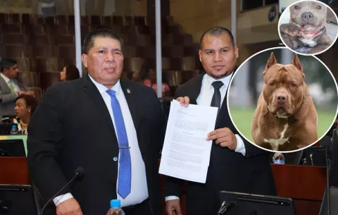 Impulsan ley para castigar a dueños de pitbulls agresivos