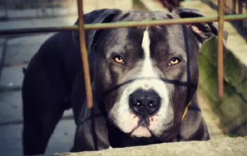 Dueños de pitbulls agresores enfrentarían 15 años de cárcel