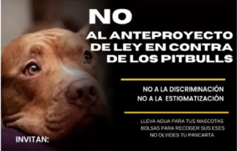 Marcharán contra iniciativa que regula tenencia de pitbulls