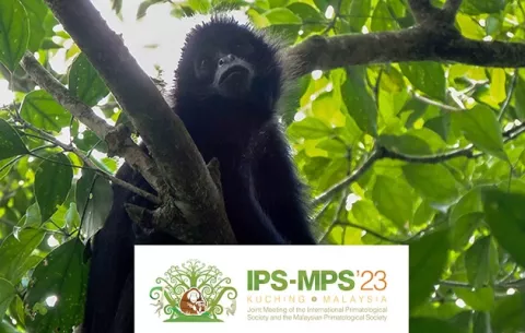 Primatólogos panameños organizan simposio internacional